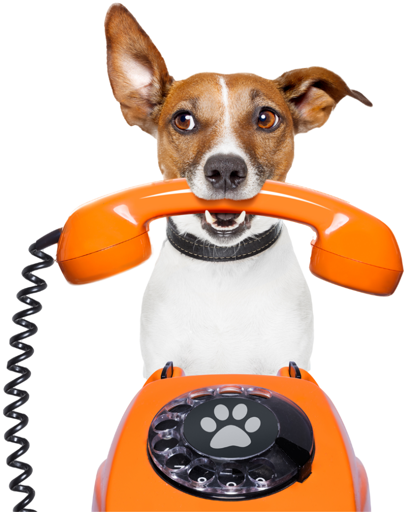 A dog holding an orange telephone receiver in its mouth\.