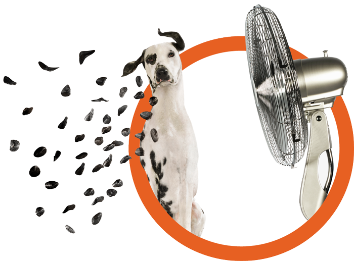 A fan blowing the spots off of a Dalmatian